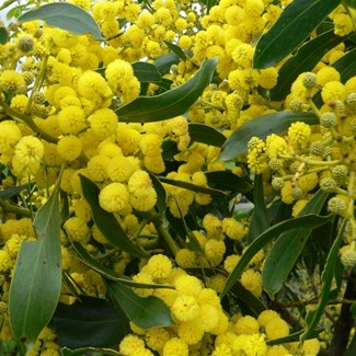 Golden Wattle or Acacia pycnantha