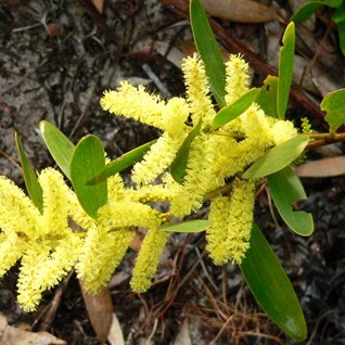 Coast Wattle, Acacia sophorae