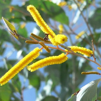 an attractive wattle from Marella Gorge, WA