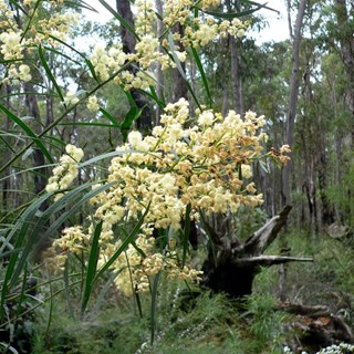 Wattle in bushland - proudly Australian!