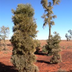 Waddywood or Acacia peuce at the Mac Clarke Reserve
