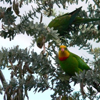 Cootamundra wattle and Superb Parrots in our garden