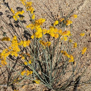 A Kalbarri wattle