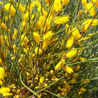 another wattle from Kalbarri with flowers arranged in a spike.