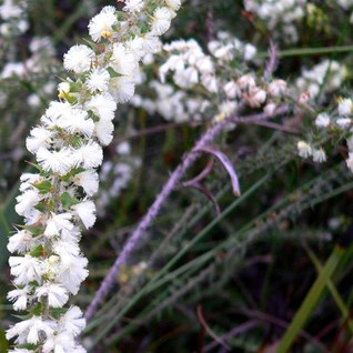 Wattle from SW WA, pale cream flowers in round heads.