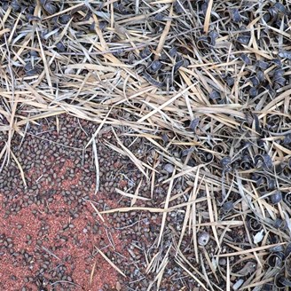 Seeds and old pods lie on the ground, CSR