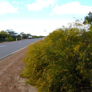 Wattles line the road into Kalbarri