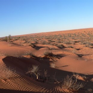 Wind ripples pattern the sand