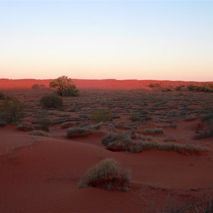 Sand and spinifex