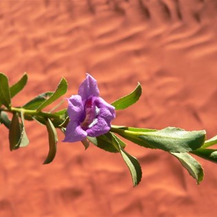 Purple Eremophila - the name means desert loving - how true.