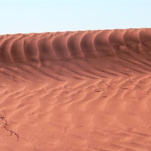 Insect tracks on the dunes