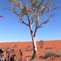 Madigan's Blaze tree