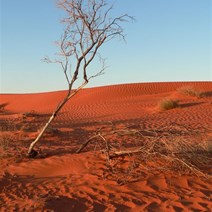 Dead trees overcome by sand and heat