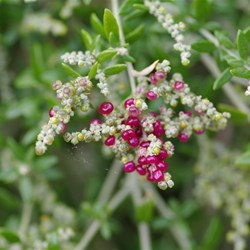 Seaberry Saltbush - Rhagodia candolleana. 
