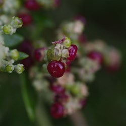 Seaberry Saltbush - Rhagodia candolleana