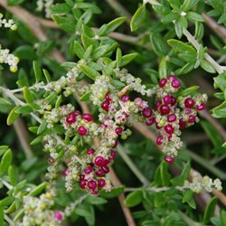 Seaberry Saltbush - Rhagodia candolleana