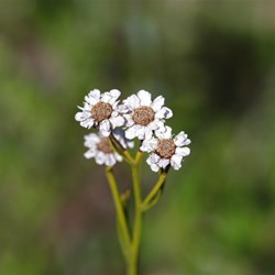 Fireweed  Ixodia achillaeoides. 