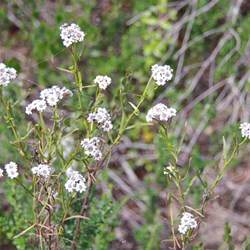 Fireweed  Ixodia achillaeoides. 