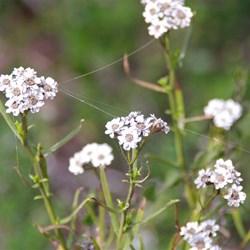 Fireweed  Ixodia achillaeoides. 