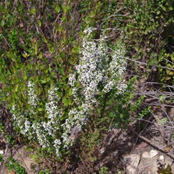 Twiggy Daisy-bush  Olearia ramulosa.  