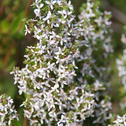 Twiggy Daisy-bush  Olearia ramulosa.  