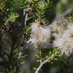 Dryland Tea-tree  Melaleuca lanceolata. 