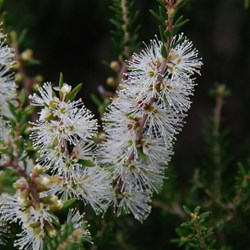 Dryland Tea-tree  Melaleuca lanceolata. 