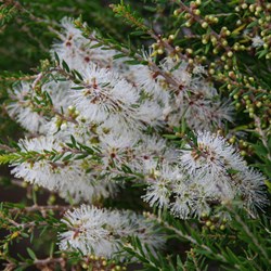 Dryland Tea-tree  Melaleuca lanceolata. 