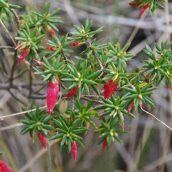 Flame Heath  Astroloma conostephioides. 