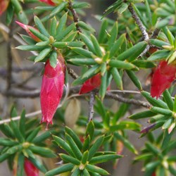 Flame Heath  Astroloma conostephioides. 