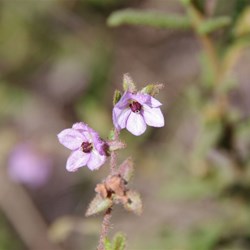 Paper Flower  Thomasia petalocalyx. 