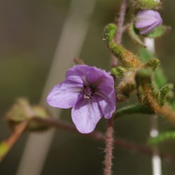 Paper Flower  Thomasia petalocalyx. 
