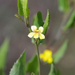 Hop Googenia  Goodenia ovata. 