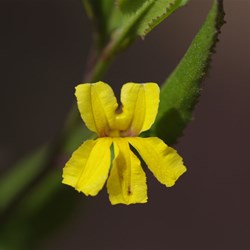 Hop Googenia  Goodenia ovata. 