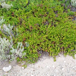 Hop Googenia  Goodenia ovata. 