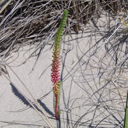Sea Spurge  Euphorbia paralias