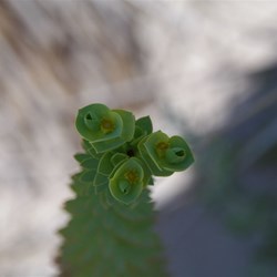 Sea Spurge  Euphorbia paralias