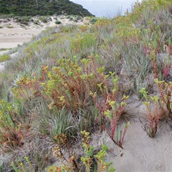Sea Spurge  Euphorbia paralias