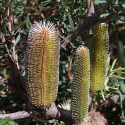 Silver Banksia  Banksia marginate. 