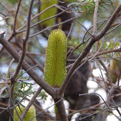 Silver Banksia  Banksia marginate. 