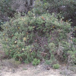 Silver Banksia  Banksia marginate. 