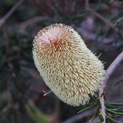 Silver Banksia  Banksia marginate. 