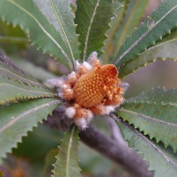 Desert Banksia  Banksia ornate. 