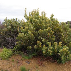 Desert Banksia  Banksia ornate. 