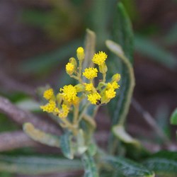 Scented Groundsel  Senecio odoratus
