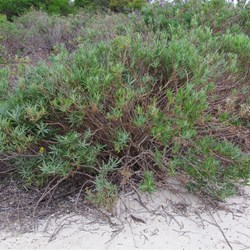 Scented Groundsel  Senecio odoratus