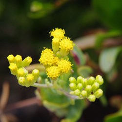 Scented Groundsel  Senecio odoratus