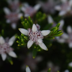Narrow Leaved Spyridium  Spyridium phylicoides