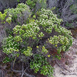 Narrow Leaved Spyridium  Spyridium phylicoides