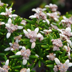 Narrow Leaved Spyridium  Spyridium phylicoides